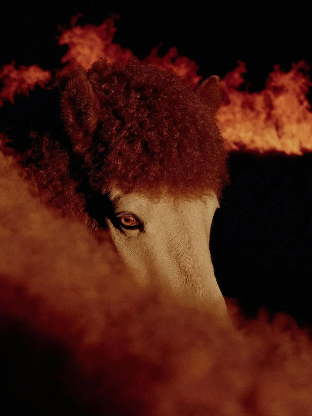 Born from the embers