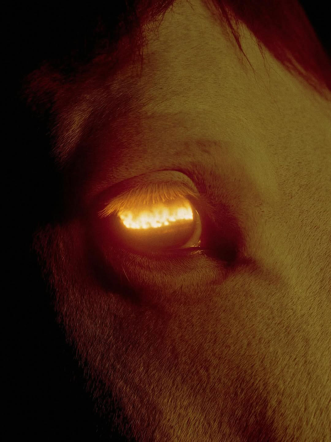 Born from the embers